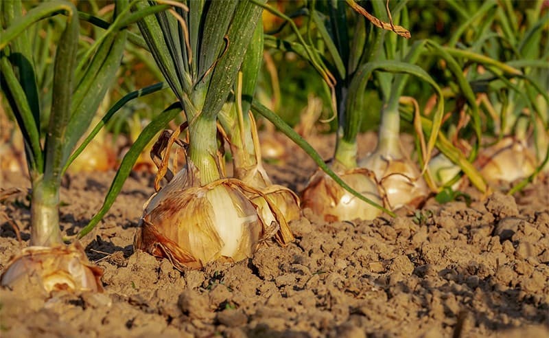 images/1728283877447New Zealand onion.jpg